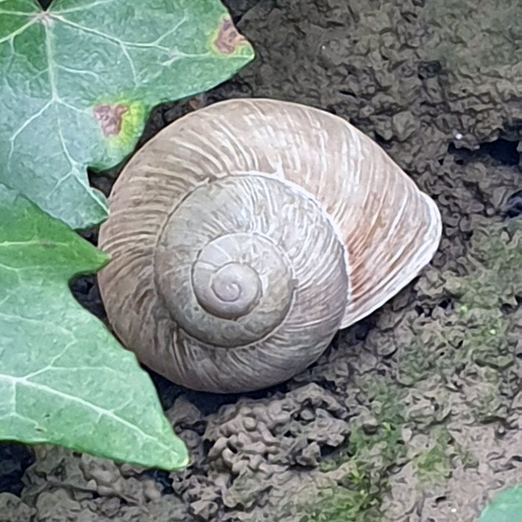 Home Gestalttherapie Mannheim Die Spirale